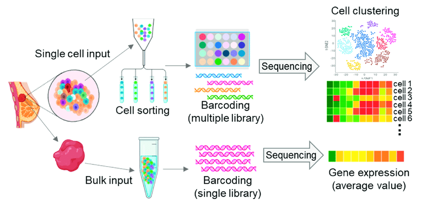 Single-cell RNA sequencing (scRNA-seq) and whole-genome RNA sequencing (bulk RNA sequencing) workflow. scRNA-seq provides unique transcriptome landscape of individual cells (top). Bulk RNA sequencing provides average transcriptome expression of total cells (bottom).